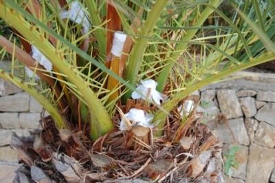 verarztete Palme.JPG