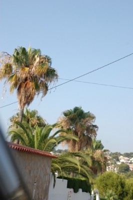 Washingtonia.JPG (108.35 KiB) 1725 mal betrachtet Blühende Washingtonias