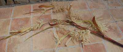 Washingtonia Blüte nah.JPG (154.42 KiB) 1903 mal betrachtet So sehen die aufgeblühten "Tentakeln" aus. Calpinoalberto, genau den Ausdruck habe ich insgeheim auch dafür verwendet.