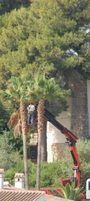 Washingtonia schneiden.JPG (192.64 KiB) 1725 mal betrachtet Der "Rock" der Washingtonias lässt sich gut mit einem Kranwagen schneiden, wenn die Palme nicht zu weit von der Straße entfernt steht.