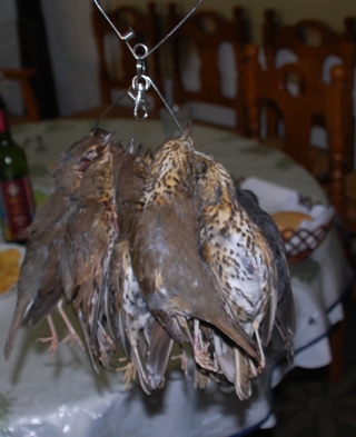 Tordos, frisch geschossen----