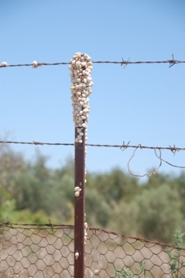 Schnecken am Stacheldrahtzaun