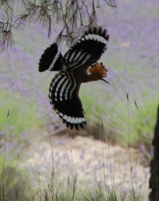 D-Wiedehopf7.JPG (280.61 KiB) 4854 mal betrachtet Wikipedia: Charakteristisch ist auch der wellenförmige, schmetterlingsartig gaukelnde Flug, bei dem die breiten, tief gefingerten Flügel nach jedem Schlag fast angelegt werden. Auf mehrere lange, durchgezogene Flügelschläge erfolgen einige kurze, flatternde, so dass der Flug instabil und ungleichmäßig erscheint.