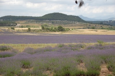 Lavendel1.JPG (109.3 KiB) 2469 mal betrachtet Nicht nur in der Provence blühen Lavendelfelder,