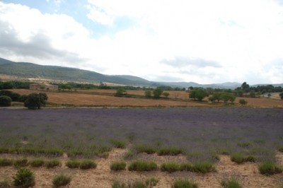 Lavendel2.JPG (116.65 KiB) 2469 mal betrachtet sondern auch hier, in der Nähe des Naturparks Font Roja.