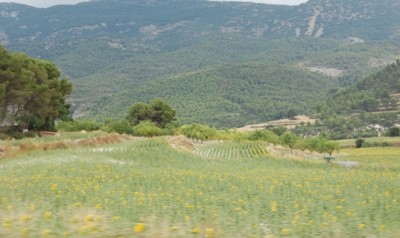 L-Sonnenblumen.JPG (144.98 KiB) 2469 mal betrachtet Die Sonnenblumen zeigen erst zögerlich ihre gelben Blüten,