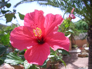 CIMG3799-1.JPG