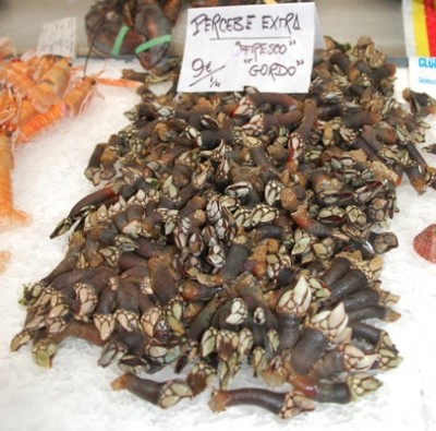 Percebes.JPG (182.86 KiB) 2194 mal betrachtet Percebes gehören zu den Rankenfußkrebsen und sind eine Delikatesse.
