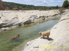 Senschwimmt.jpg