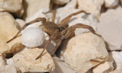 Spinne1.JPG (326.32 KiB) 18795 mal betrachtet Unbekannte Spinne