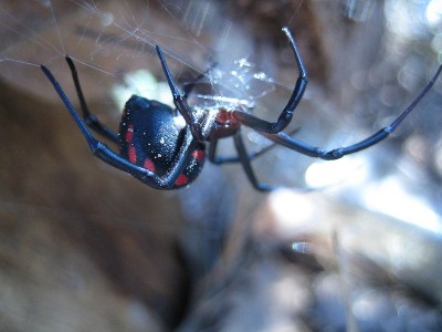 Europäische Schwarze Witwe - Latrodectus-tridecimguttatus<br />european black widow spider, photo taken near Rabac, Croatia |Source=own work |Date=12.01.06 |Author=Alfried H., Germany )