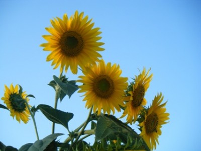 Meine diesjährigen Sonnenblumen sind aus den Samen enstanden, die ich im letzten Jahr gesammelt habe. Im vorletzten Jahr hatte ich ein kleines Tütchen Sonnenblumenkerne gekauft...