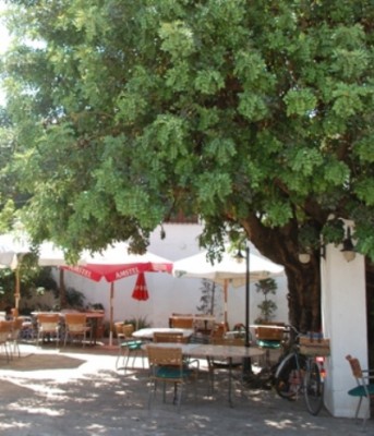 2. Unterm Johannisbrotbaum.JPG (143.4 KiB) 4073 mal betrachtet Unterm Johannisbrotbaum