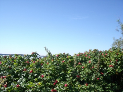 Ostsee2010 .jpg