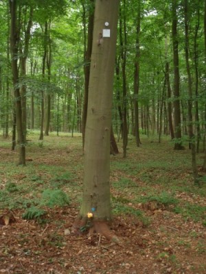 Küstenfrieden.jpg