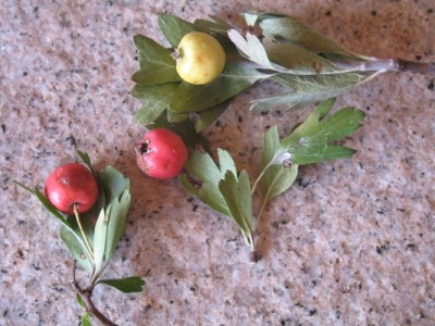 Weißdornfrüchte - Crataegi fructus