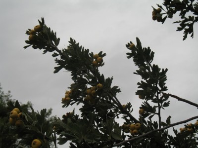 Weißdorn Busch.JPG (136.53 KiB) 1692 mal betrachtet Weißdorn mit gelben Früchten