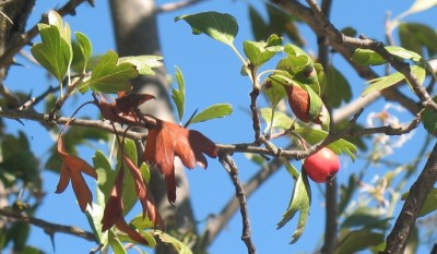 Weißdorn mit roten Früchten