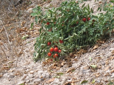 &quot;Wilde&quot; Tomaten