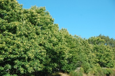Edelkastanie.JPG (142.03 KiB) 2038 mal betrachtet An manchen Orten findet man richtige Wälder...