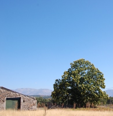 Edel-Solitär.JPG (124.95 KiB) 2038 mal betrachtet ...woanders stehen sie solitär.