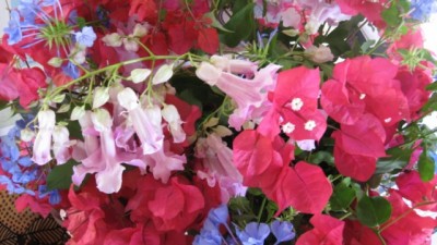blumen 001 [640x480].JPG