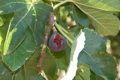 Hier das Originalbild zum Vergleich. Der Ausschnitt oben ist nur in schwarzweiß und gedreht.