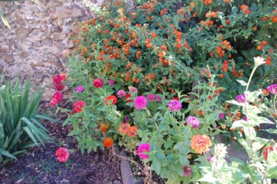 Herbstblumen.JPG (150.14 KiB) 1418 mal betrachtet Das Foto ist natürlich nicht so schön wie das Original, aber es entstand - wie immer - im Schnelldurchgang....