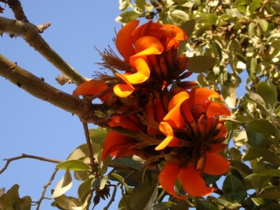 Árbol de coral.JPG (134.46 KiB) 2616 mal betrachtet Árbol de coral (Erythrina caffra)