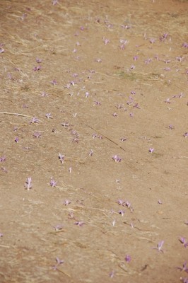 Pflanze3 unzählig.JPG (238.04 KiB) 15389 mal betrachtet Die Blumen sahen aus wie gesät,