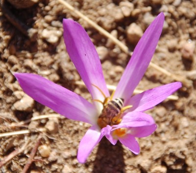 Pflanze 2.JPG (209.88 KiB) 15389 mal betrachtet Blüte mit Biene