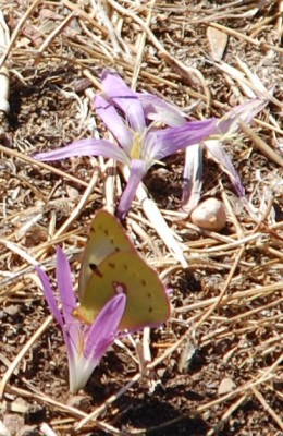 Pflanze 4 mit Schmetterling.JPG (150.43 KiB) 15389 mal betrachtet mit Schmetterling