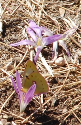 mit Schmetterling