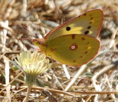 noch einmal der schöne Schmetterling