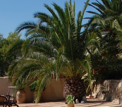 Palme.JPG