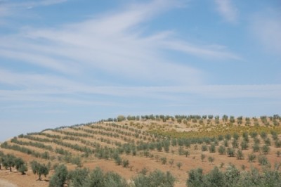 Monokultur wie in Andalusien sahen wir nirgendwo, die Felder waren abwechslungsreich angebaut.