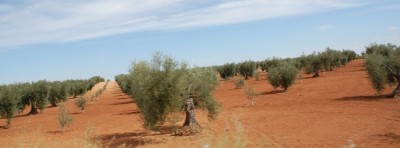 Mich interessierten natürlich die Olivenhaine, die so ganz anders aussehen wie in der Gegend, in der wir leben.