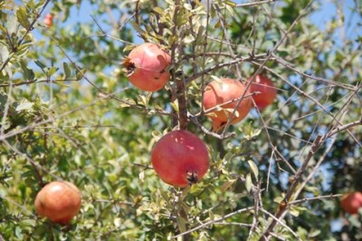 farbige Granatäpfel.JPG (151.33 KiB) 3222 mal betrachtet Zum Vergleich: farbige Granatäpfel