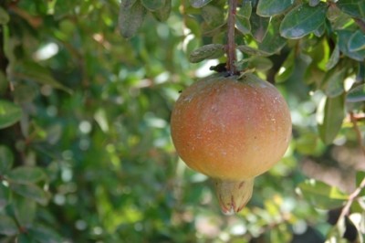 Gr.JPG (129.54 KiB) 2545 mal betrachtet Blasser Granatapfel