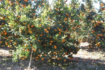 DSC_0120 Orangen.JPG