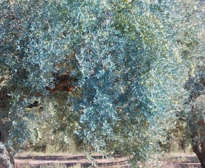 gespritzte Oliven.JPG (195.3 KiB) 2780 mal betrachtet gespritzte Oliven