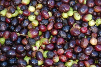 Gammelfrüc hte.JPG (160.41 KiB) 3474 mal betrachtet Hier wurde alles verwendet: angeschlagene, befallene und von der Erde aufgelesene Oliven.