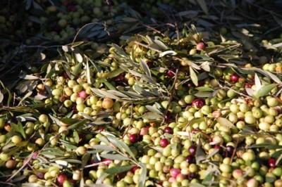 Maschinengeerntete Oliven. Die Blätter hängen teilweise noch mit den Oliven an den Zweigen und lassen sich auch durch das Gebläse in der Mühle nur teilweise entfernen. Blätter mindern den Geschmack des Öls.