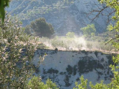 Olivenhain in einer Chemiewolke