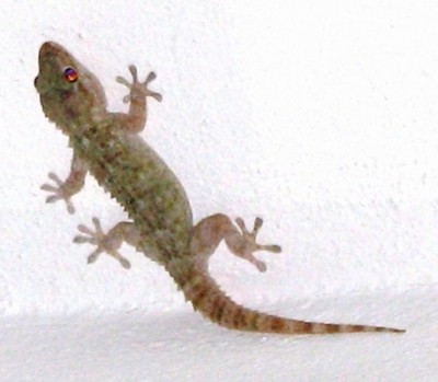 Mauergecko an der Costa Blanca