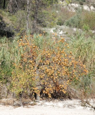Kakibaum.JPG (163.37 KiB) 4039 mal betrachtet Zurzeit leuchten die Früchte der Kakibäume an den kahlen Ästen.