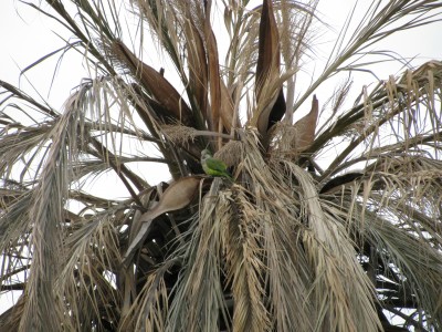 In dieser Palme lebt nur noch der Papagei
