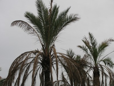 IMG_6794.JPG
