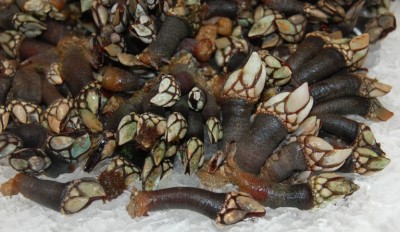 Entenmuscheln nah.JPG (312.21 KiB) 9389 mal betrachtet Nahaufnahme