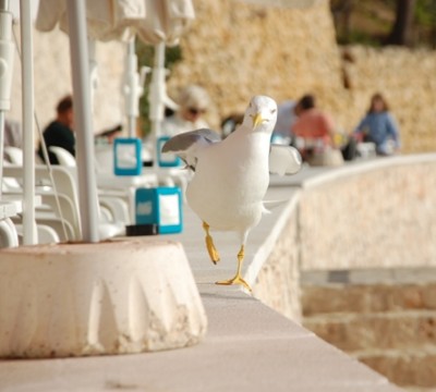 Ob bei ein Spaziergang auf der Strandmauer